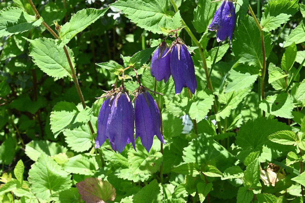 2025-06219123 Tower Hill Botanic Garden, MA.JPG - Bell Flower (Campanula 'Sarastro'). New England Botanic Garden at Tower Hill, MA, 6-21-2025